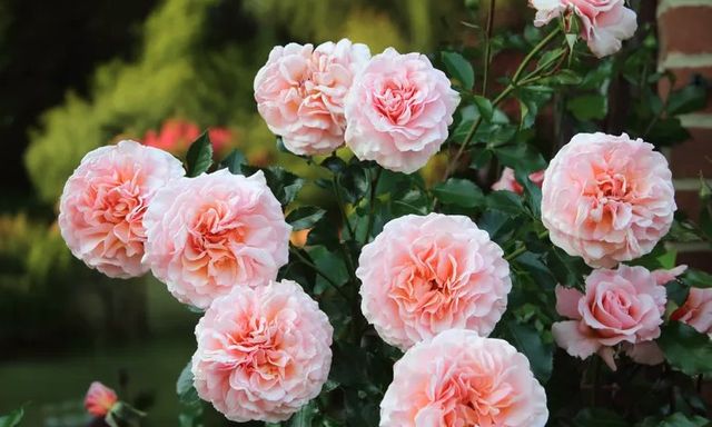 5 loại cây cần cắt tỉa ngay bây giờ