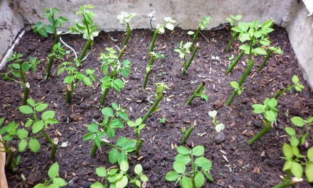 5 loại rau mùa hè dễ trồng nhất, lại nhanh được thu hoạch