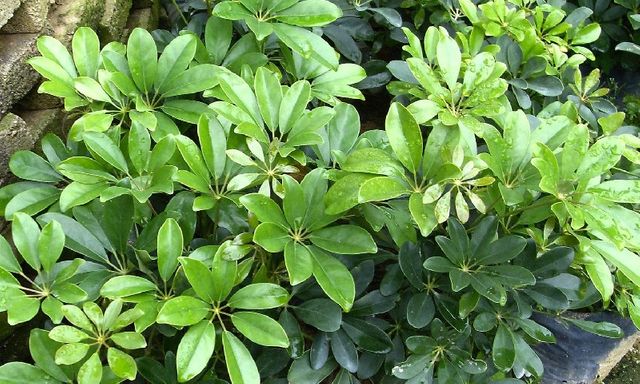 4 loại cây vừa đuổi rắn lại có khả năng trấn trạch, xua đuổi tà khí bảo vệ gia chủ