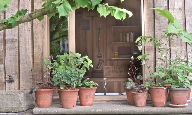 5 loại cây trồng trong chậu cực kỳ dễ sống - quên tưới cũng chẳng sao