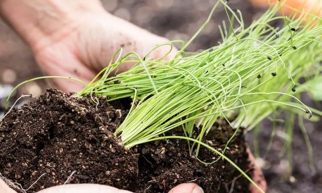 5 loại rau nên trồng trong nhà tháng 4: Nhanh lớn, cho thu hoạch suốt hè