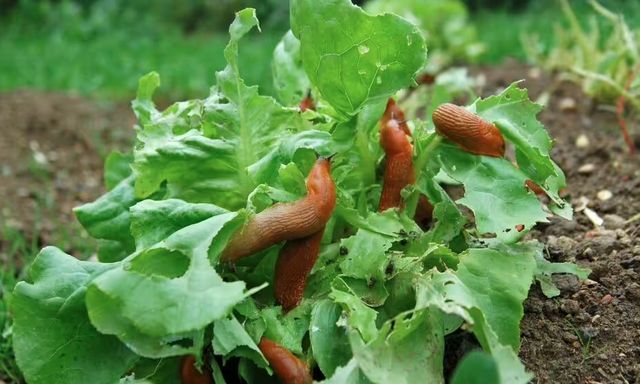 Rắc thứ này ra vườn ngay bây giờ, sên không dám bén mảng đến cắn phá