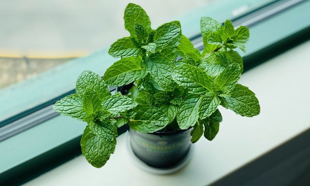 3 loại cây rất hợp với người trẻ: Biết trồng thì khỏe toàn thân