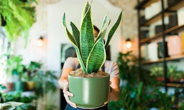 3 điều cần làm với cây lưỡi hổ ngay bây giờ