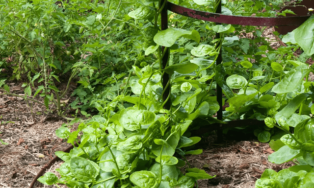 4 loại rau củ độc đáo, rất nên trồng: Thu hoạch được suốt mùa hè