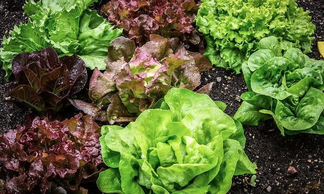 Loại cây giúp gia chủ tiết kiệm khối tiền, dễ trồng, thu hoạch nhanh bất ngờ