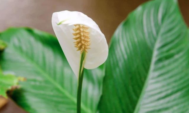 3 điều cần làm với cây lan ý ngay lúc này để luôn xanh tốt và sớm ra hoa