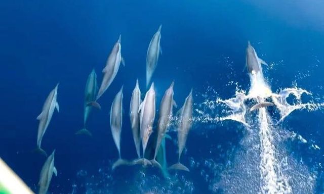 Cảnh tượng vừa xảy ra trên biển Khánh Hòa khiến nhiều người thốt lên: Thật hiếm có!