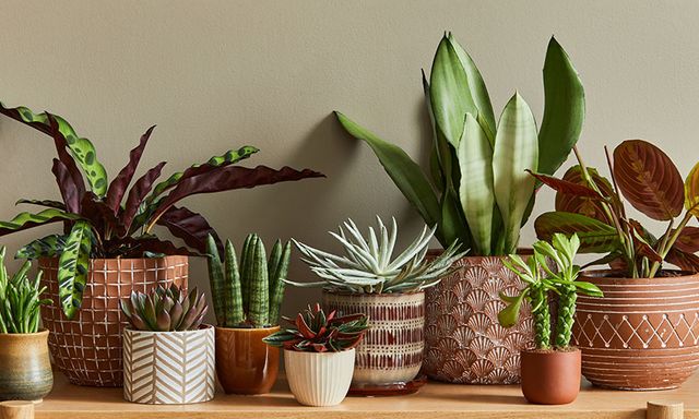 Trồng cây trong chậu 