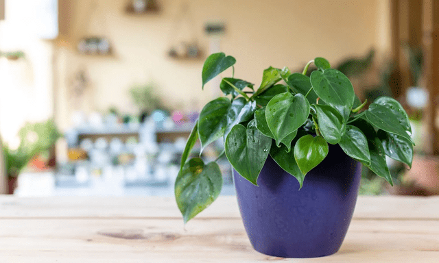 10 loại cây nên để ở bàn làm việc