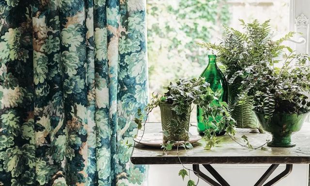 Điều cần làm với cây trong nhà ngay bây giờ