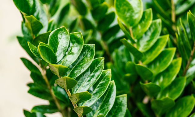 3 điều cần làm với cây kim tiền ngay bây giờ