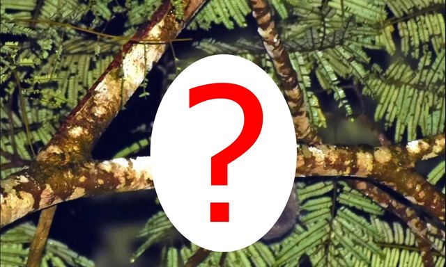 Sinh vật cả thế giới tưởng đã tuyệt chủng 6.000 năm bất ngờ lộ diện ở Đông Nam Á: Phát hiện gây chấn động