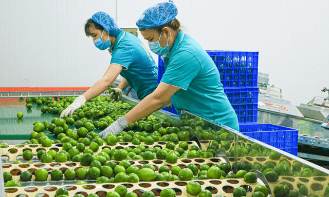 Loại quả của Việt Nam được cựu Đại sứ New Zealand ví như 'vàng xanh', vừa có thêm 'visa' sang Trung Quốc