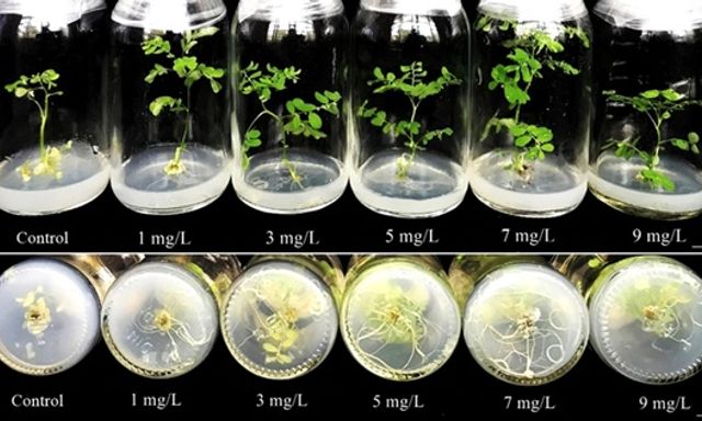 Nghiên cứu đột phá giúp Việt Nam thay đổi nền nông nghiệp và dược liệu giá trị