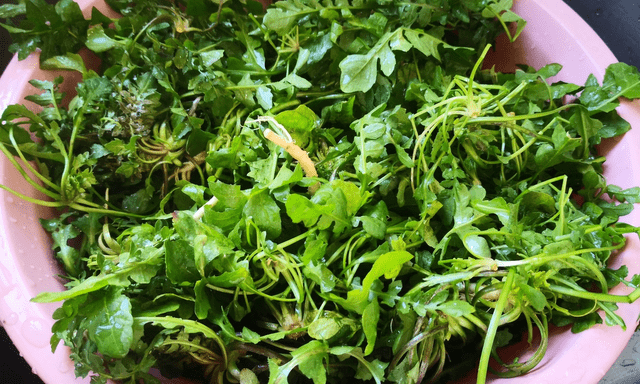 3 loại rau bổ gan, nên bổ sung ngay vào bữa ăn của cả nhà: Loại cuối cùng mọc hoang đầy Việt Nam 