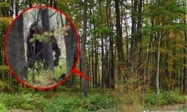 Loài thú lạ “đầu lừa, mình sói”, dài tới 2m bất ngờ tái xuất sau 500.000 năm: Sự thật quá bất ngờ!