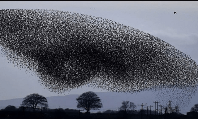 Hàng triệu con chim có hành vi lạ trên bầu trời, nhà khoa học kêu gọi người dân làm ngay hành động này