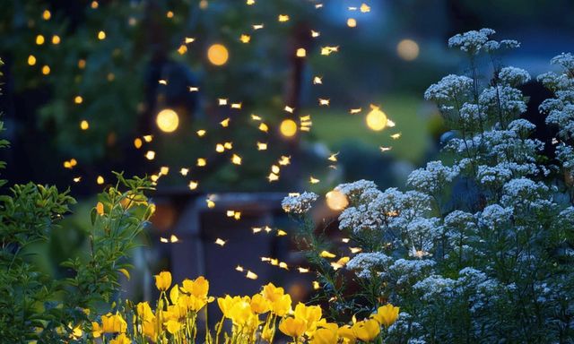 4 loại cây nở hoa vào buổi tối, nên trồng ngay trong vườn nhà