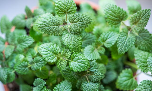 6 loại cây đuổi muỗi, nên trồng trong nhà ngay thời điểm này