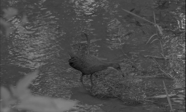 136.000 năm sau khi tuyệt chủng, loài chim cổ đại bất ngờ 