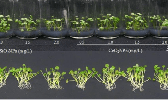  Nhà khoa học Việt Nam tạo bước ngoặt về Nano: Có thể làm thay đổi cách nhân giống trong ngành trồng trọt