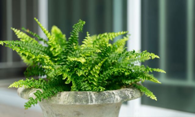 3 loại cây rất hợp với gia chủ trên 40 tuổi