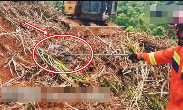 Đang dọn cỏ, người đàn ông lạnh gáy khi thấy 