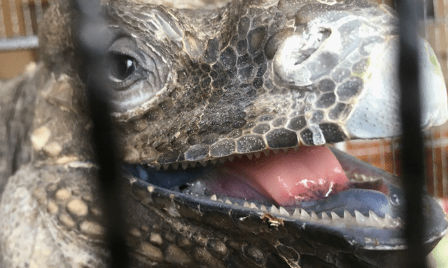 Người dân ở Lâm Đồng tìm thấy sinh vật vẻ ngoài kỳ quái nhưng chỉ ăn rau: Là loài hoang dã nguy cấp