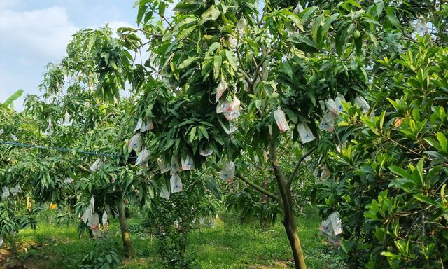 Kỳ lạ loại quả nhiều đường bậc nhất nhưng lại giúp ngừa tiểu đường, phòng cả ung thư: Việt Nam rất sẵn