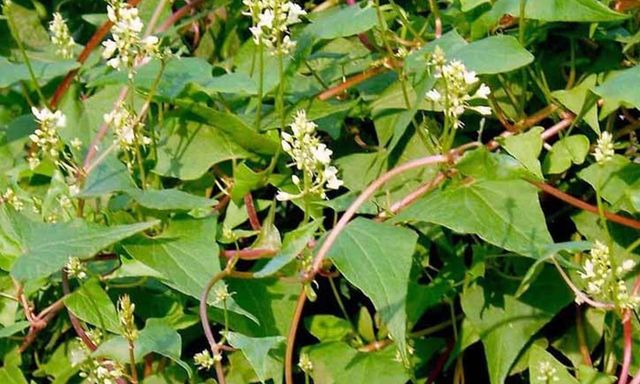 Loại cây chống rụng tóc cực đỉnh, dưỡng tóc đen mượt, đặc biệt tốt cho nam giới: Mọc dại đầy Việt Nam