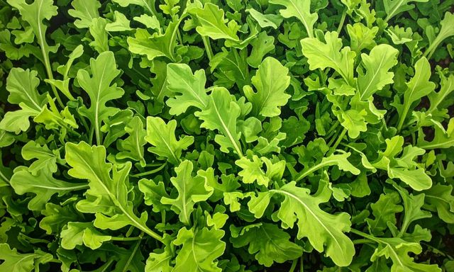 6 loại rau củ có tốc độ phát triển nhanh, chỉ vài tuần là được thu hoạch