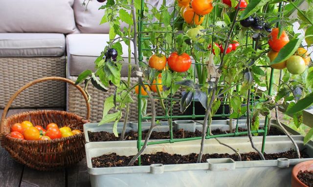 7 loại cây tốt nhất để trồng ở ban công: Vừa được thu hoạch trái ăn, vừa đẹp mắt