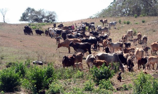 Một điểm nghẽn đang diễn ra trong ngành chăn nuôi Cuba