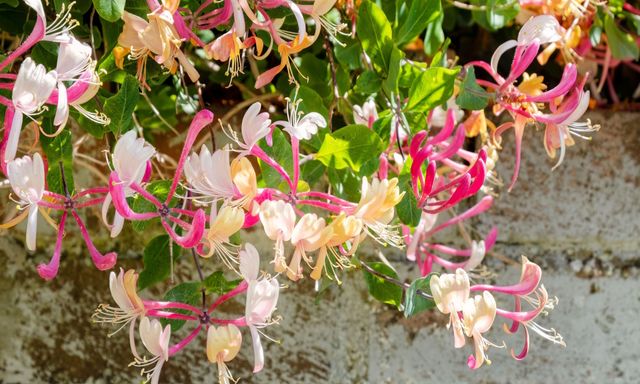 7 loại cây dây leo có hoa đẹp, phát triển tốt cả trong bóng râm: Rất đáng để trồng ngay trong vườn nhà