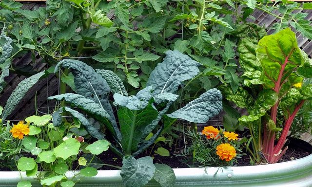 4 nhóm cây chớ nên trồng gần nhau 