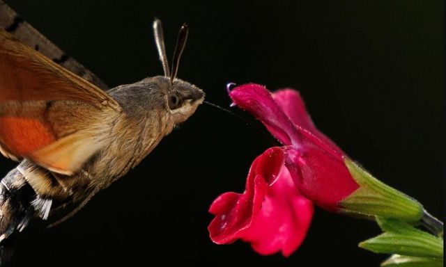 Người đàn ông đăng ảnh 