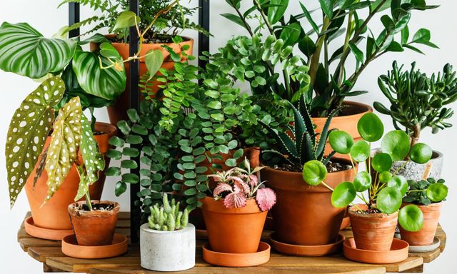 6 loại cây nên trồng trong nhà ngay vào mùa hè này