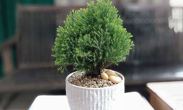 6 loại cây có tác dụng chữa lành, tái tạo năng lượng, giúp gia chủ vui vẻ yêu đời