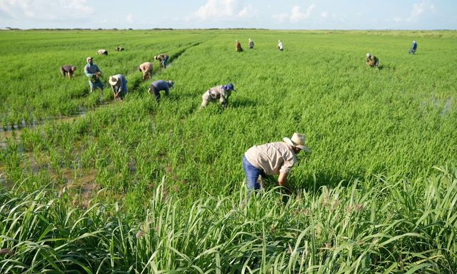 Cuba áp dụng cách của Việt Nam: Thả một loài vật xuống ruộng lúa, kết quả gây bất ngờ