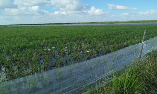 Mô hình trồng lúa quen thuộc ở Việt Nam sang Cuba lại 