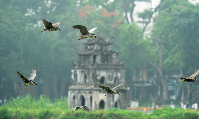 Cảnh tượng ngay tại Hồ Gươm, Hà Nội khiến nhiều người phải thốt lên: Không tin vào mắt mình!