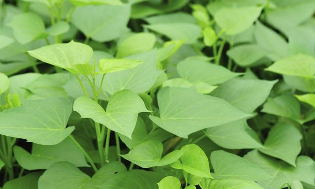 2 điều tuyệt đối nên tránh khi ăn rau lang