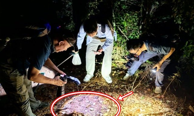 Đang khảo sát trong rừng, chuyên gia sững người khi thấy sinh vật 'hai đầu' kỳ lạ: Chưa từng thấy bao giờ