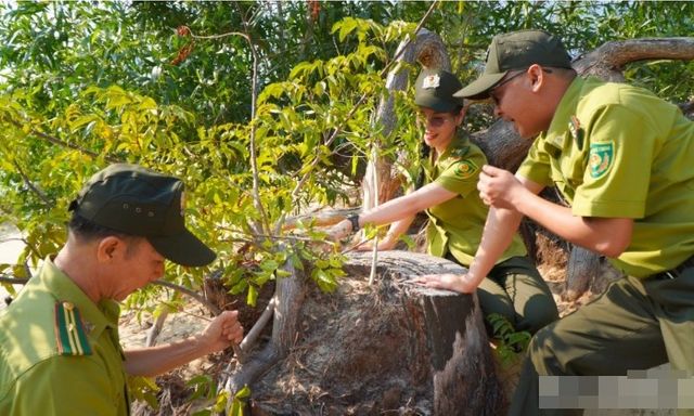 Loại gỗ hiếm bậc nhất thế giới, giới khoa học khẩn cấp bảo tồn: Việt Nam hiện còn khoảng 13 cây cổ thụ