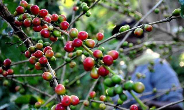 Một giống cà phê Việt trồng ở Cuba cho năng suất tăng gấp 8 lần giống bản địa