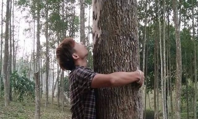 Loại gỗ được ví 'đắt hơn vàng', thế giới ráo riết cứu: Việt Nam từng ghi nhận chỉ 8 cây ngoài tự nhiên