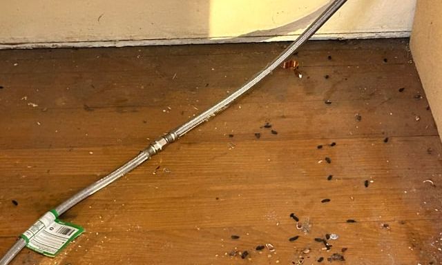 Cảnh báo: Hành động khiến virus bệnh nguy hiểm lây trực tiếp sang người, nhiều người đang làm hàng ngày