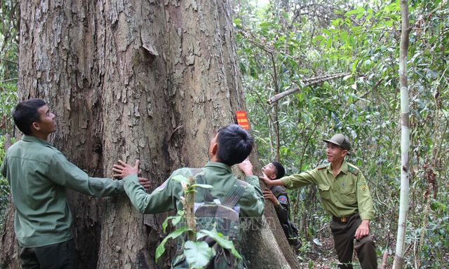Loại gỗ quý cần 800 năm mới có thể thu hoạch: Một cây cổ thụ ở Việt Nam từng được trả giá hơn 26 tỷ đồng