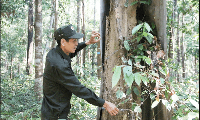 Loại gỗ quý hiếm bậc nhất Việt Nam: Từng được định giá 500 triệu đồng/m³, hiện rất khó gặp trong tự nhiên